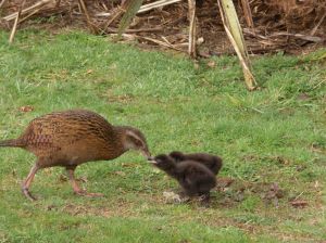 A Mama Weka and her chicks remind me that Spring is on its way